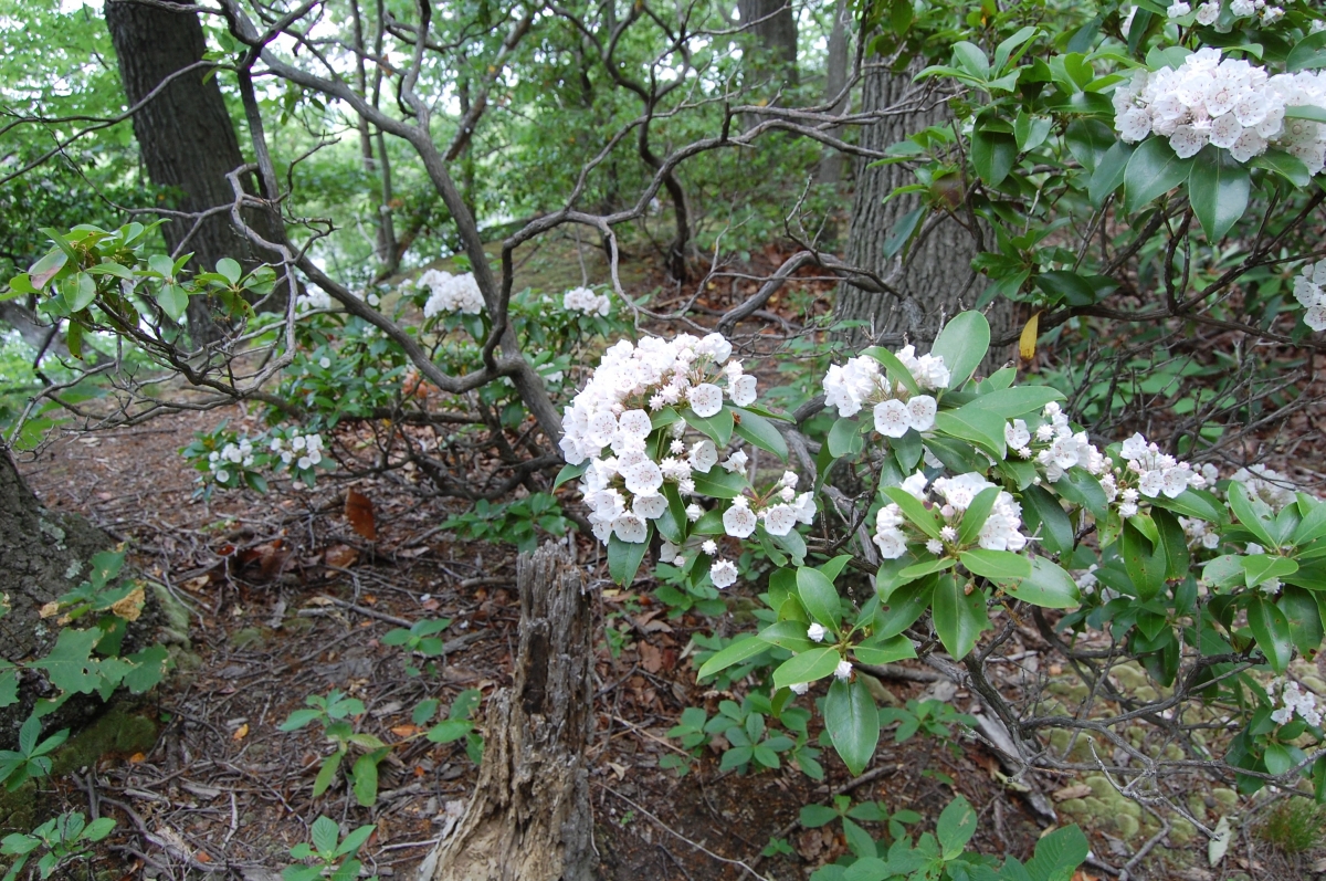 A forest floor with white flowering shrubs, green leaves, and tree trunks, showing a natural woodland scene.