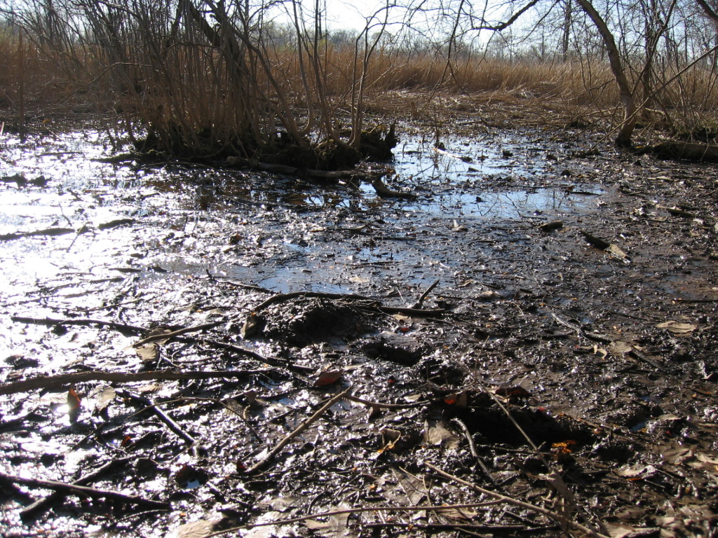 A shallow, muddy creek with leafless trees and bushes along the banks on a cloudy day.