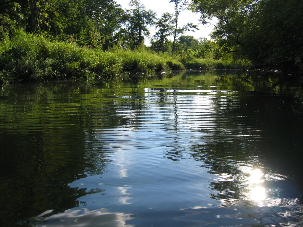 A calm river flows through a lush green forest with sunlight reflecting on the water surface.
