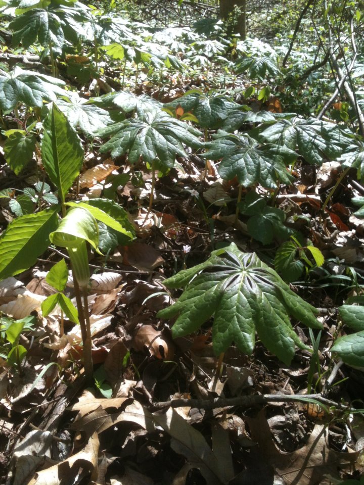 Dense forest floor with green leafy plants and fallen leaves, sunlight filtering through the canopy.