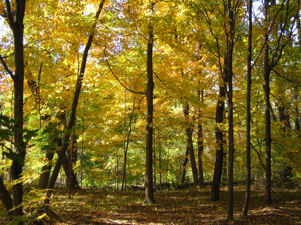 A forest scene with trees displaying yellow and green autumn leaves, sunlight filtering through the canopy.