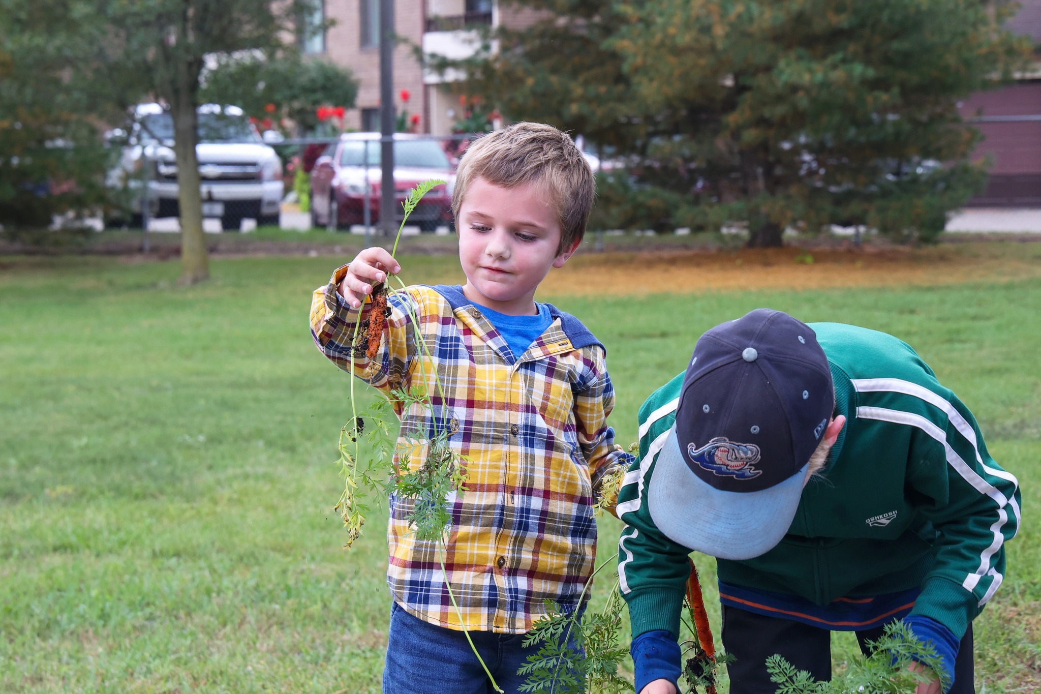 A student picks a carrot from the community garden.