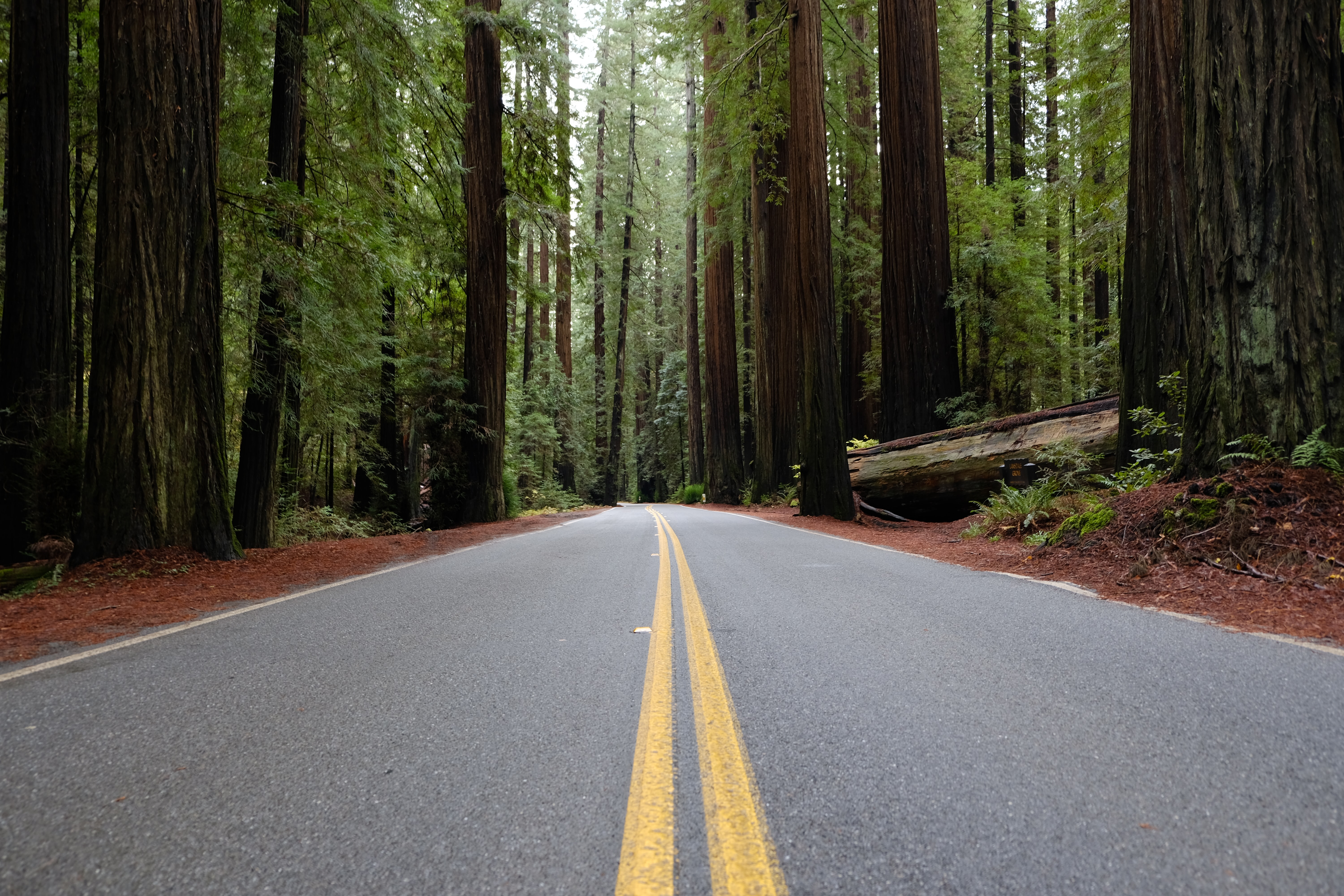 redwood road