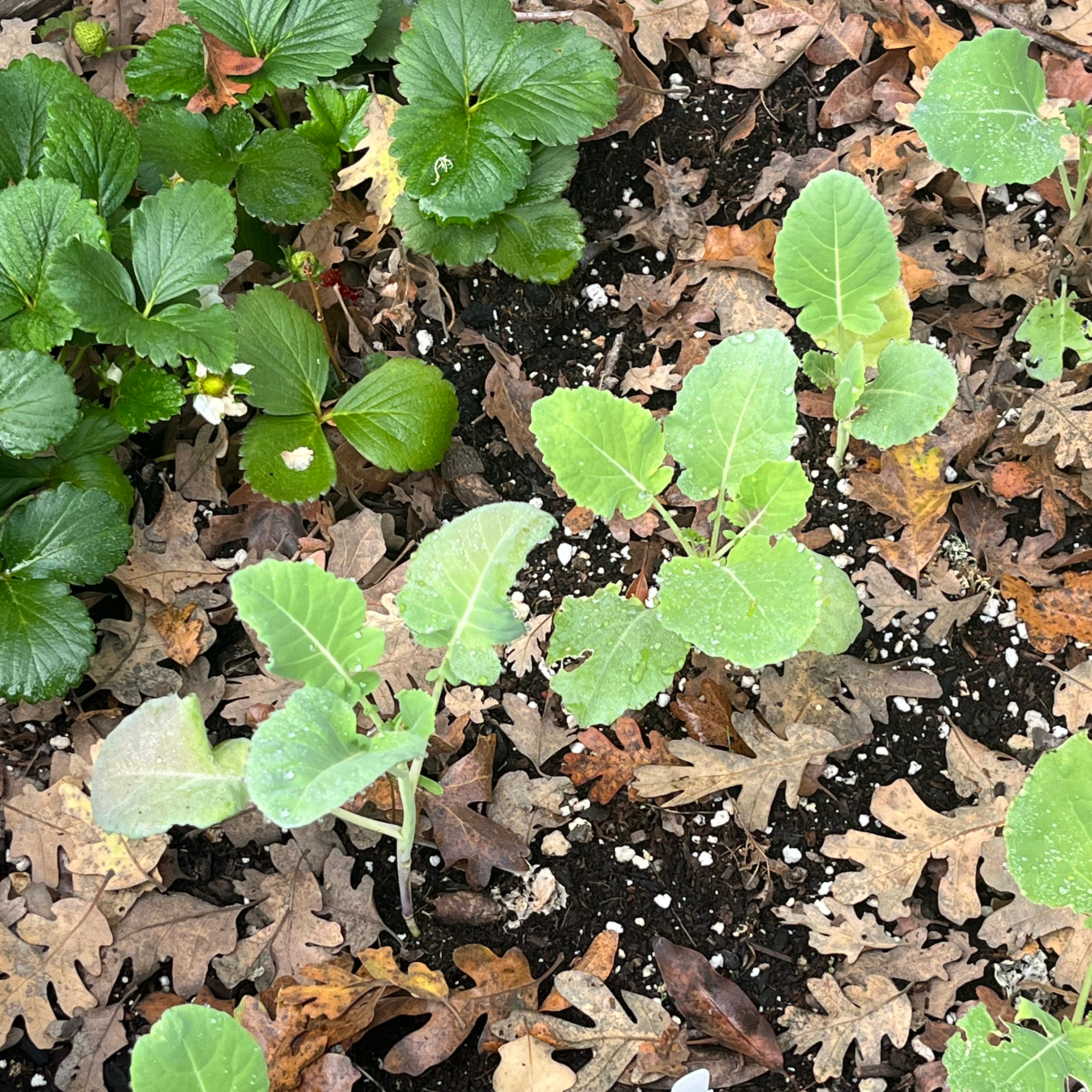 Sanhedrin Winter/Fall Garden