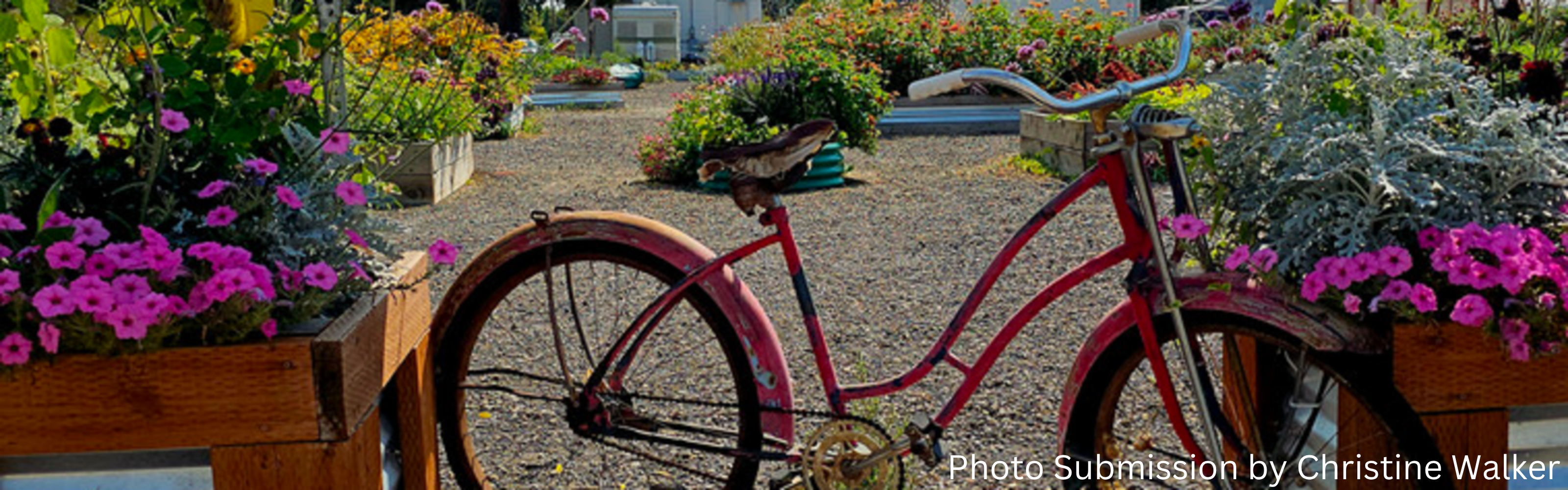 Image of Bike in GardenPhoto Submission by Christine Walker