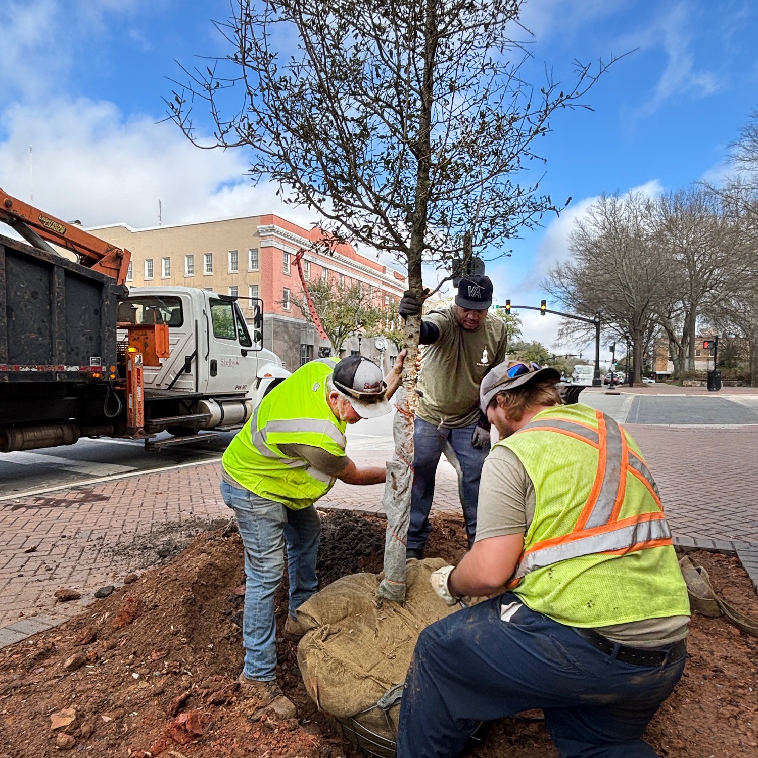 City of Shelby Public Works team replanting a live oak tree in Uptown Shelby