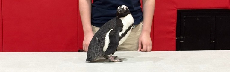 Jenkinson's penguins visit