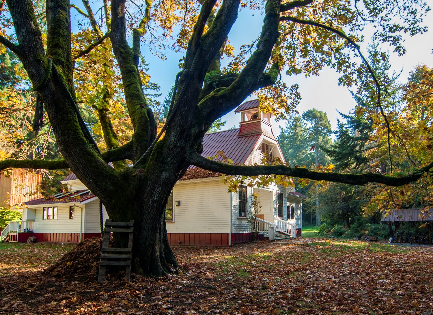 Waldron School and Fall Maple Tree