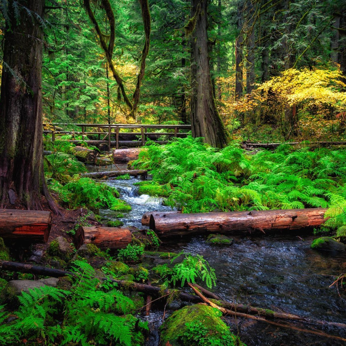 Creek with trees and underbrush