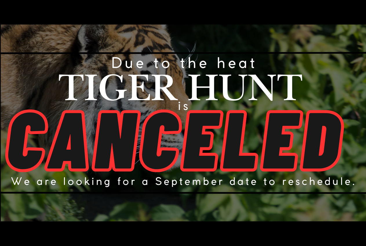 Text overlay on a tiger image: "Due to the heat, TIGER HUNT is CANCELED." Red text on a green leafy background.