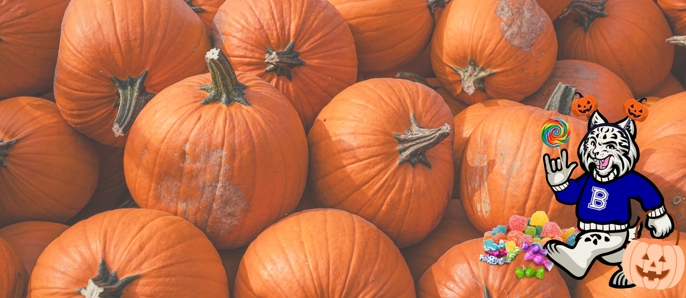 Pumpkins with candy and Bobby the Bobcat for Halloween