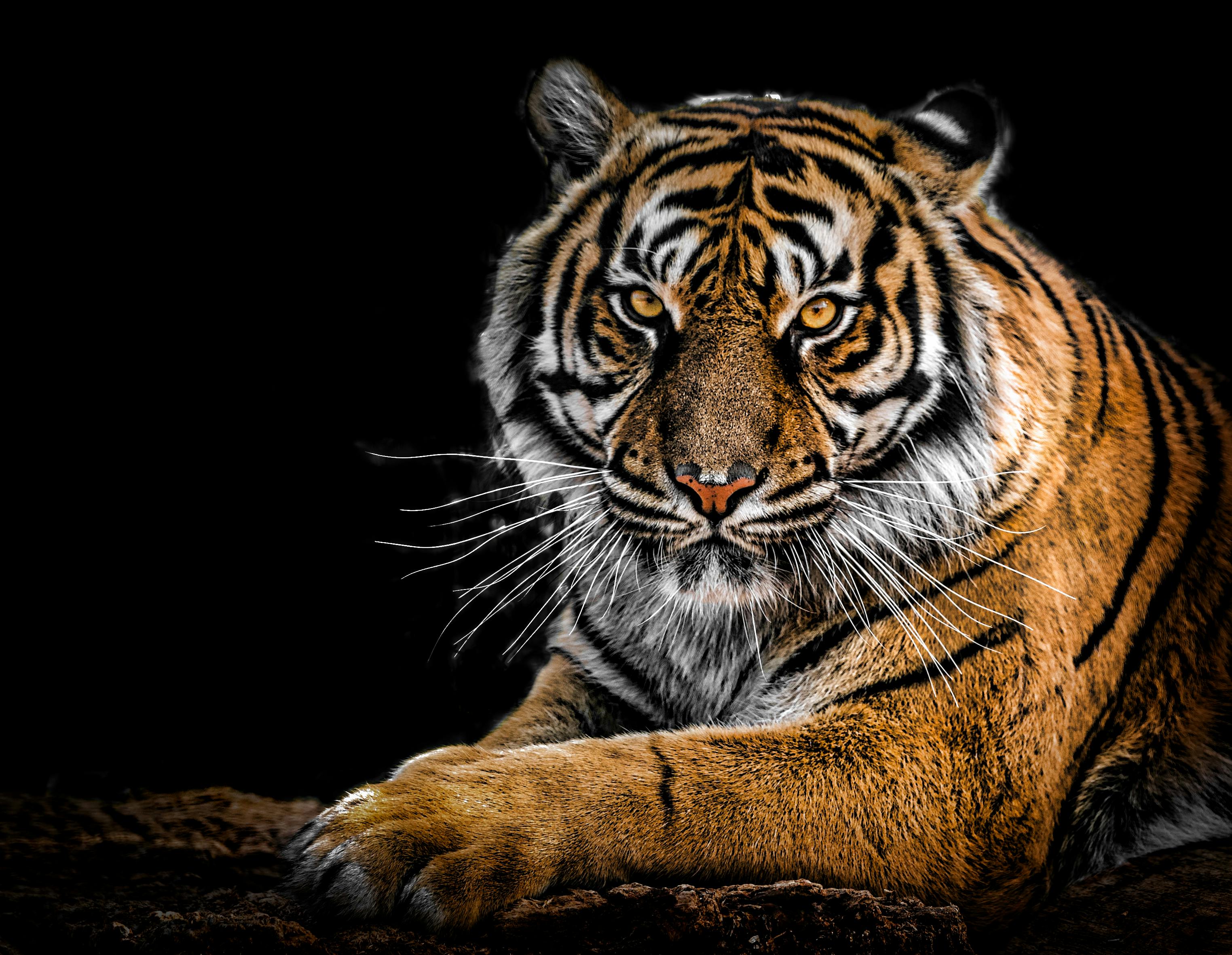 Tiger pic