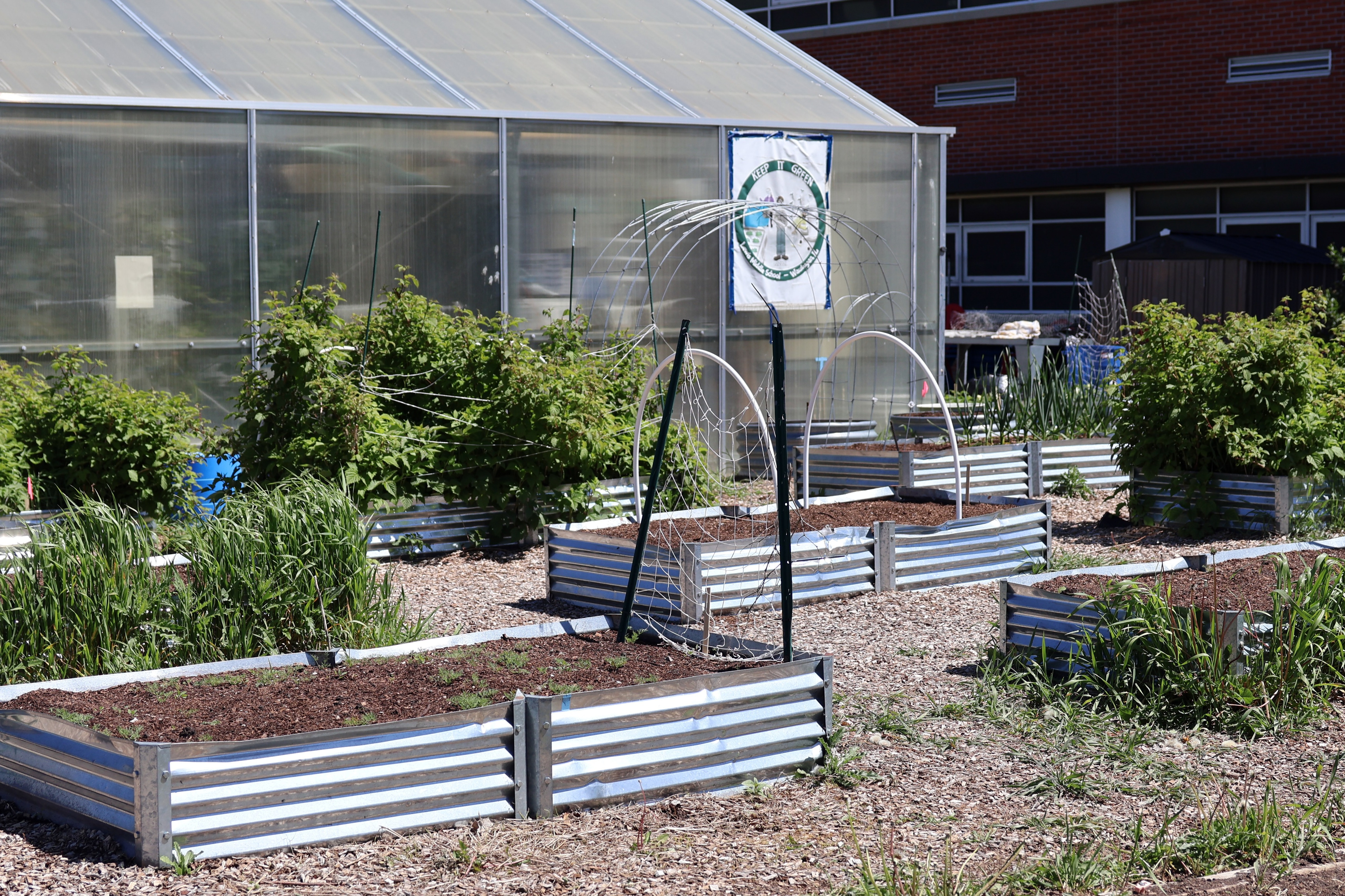 Vibrant green plants growing inside raised garden beds inside the school greenhouse