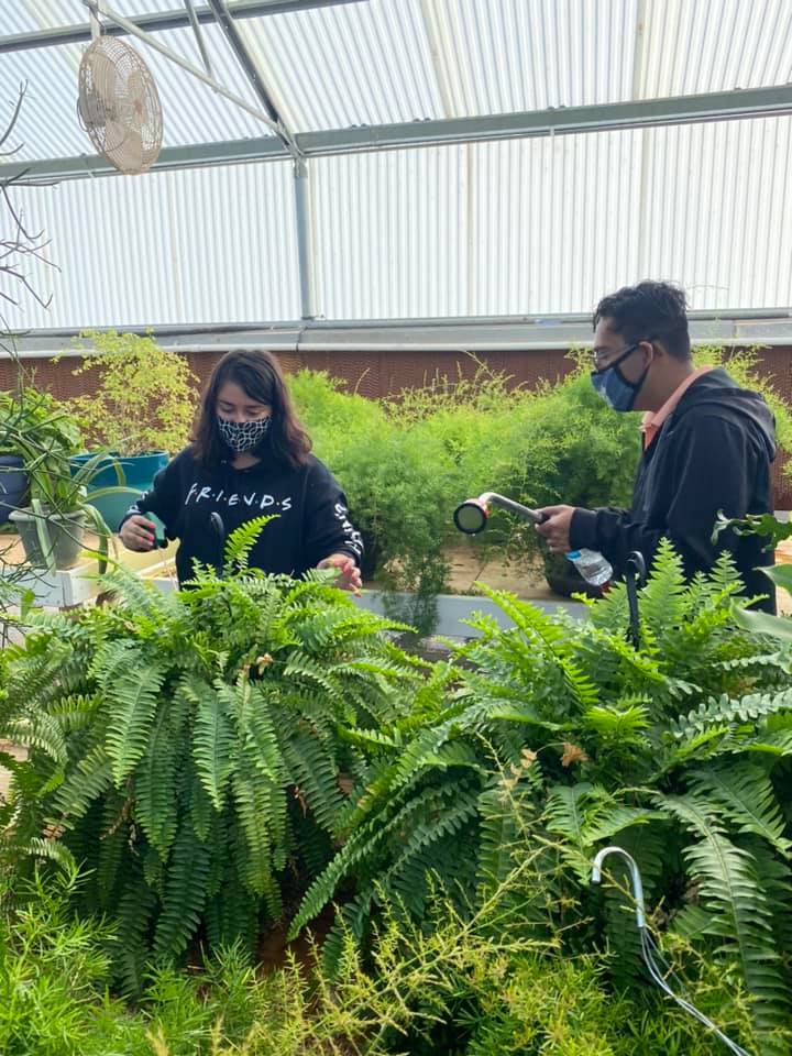 Students watering plants in greenhouse