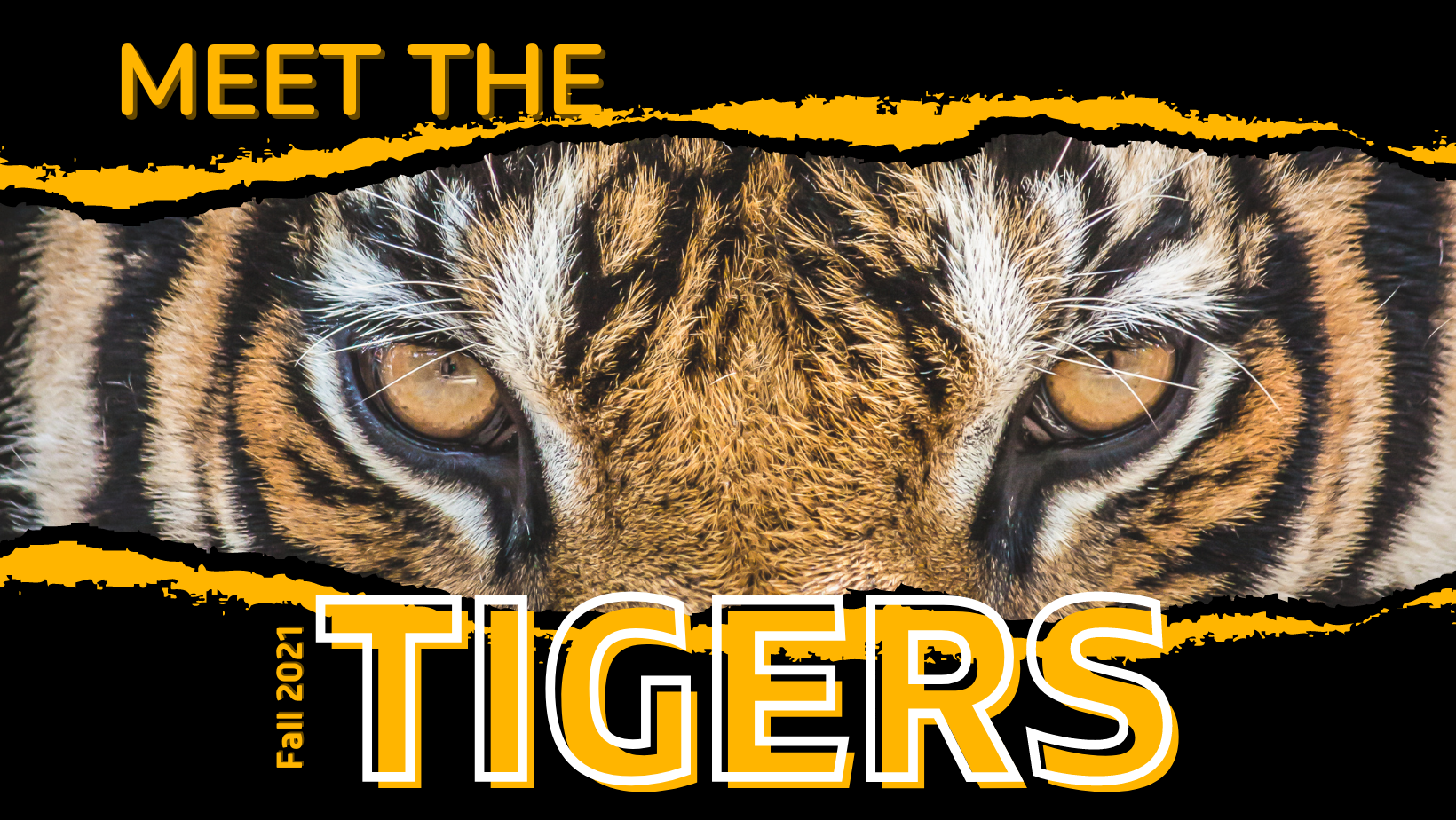 Meet the tigers graphic