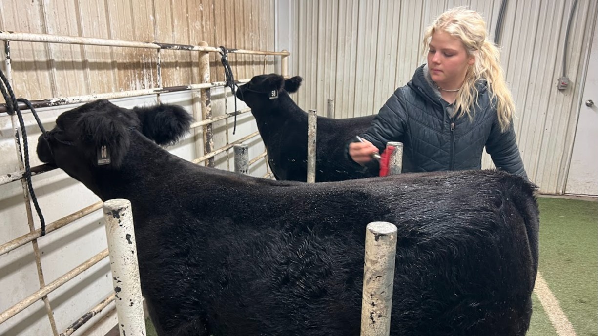 Beau Graves caring for her cow.