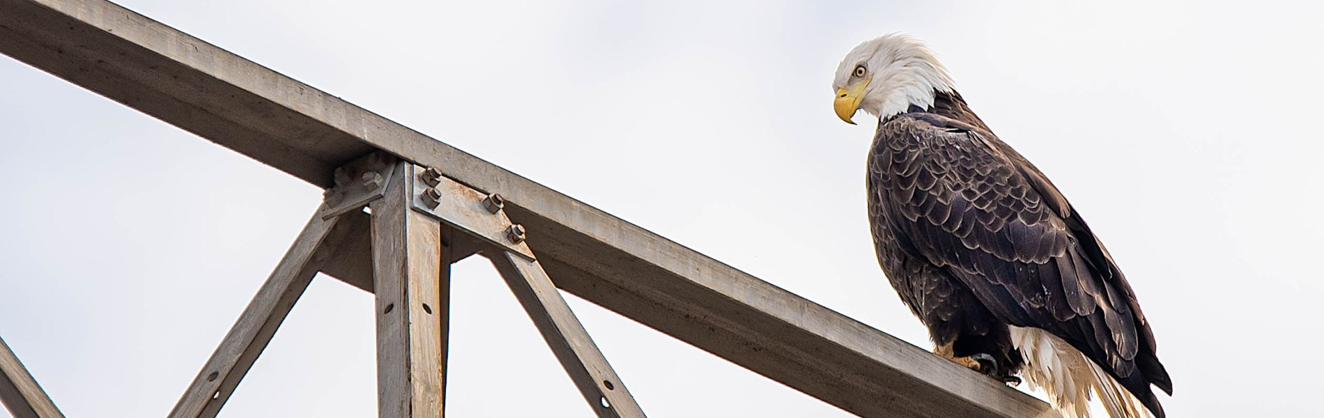 An Eagles Sits on a Bridge near Lake Bowen