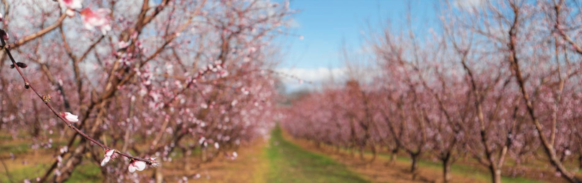 Peach Trees in Blossom in the Chesnee Community