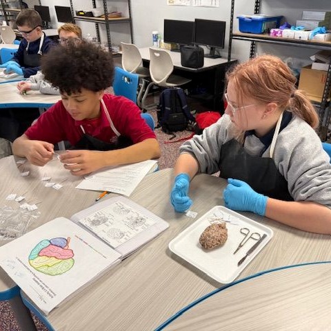 Dissection Sheep Brains