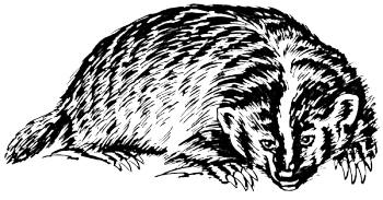 The drawing of a badger in black and white.