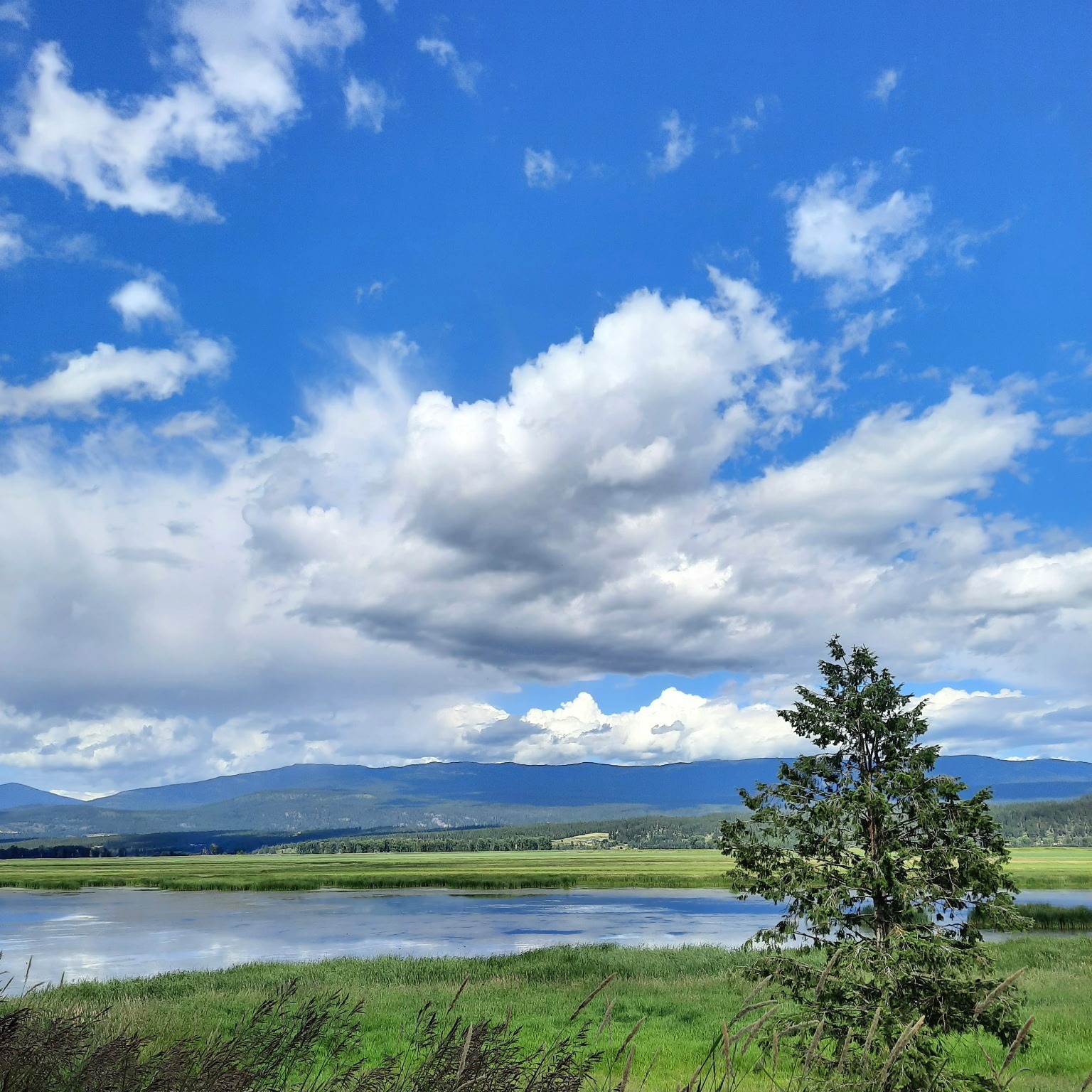 Picture of Bonners Ferry farming valley, which has blue sky and trees, with mountain range in distance