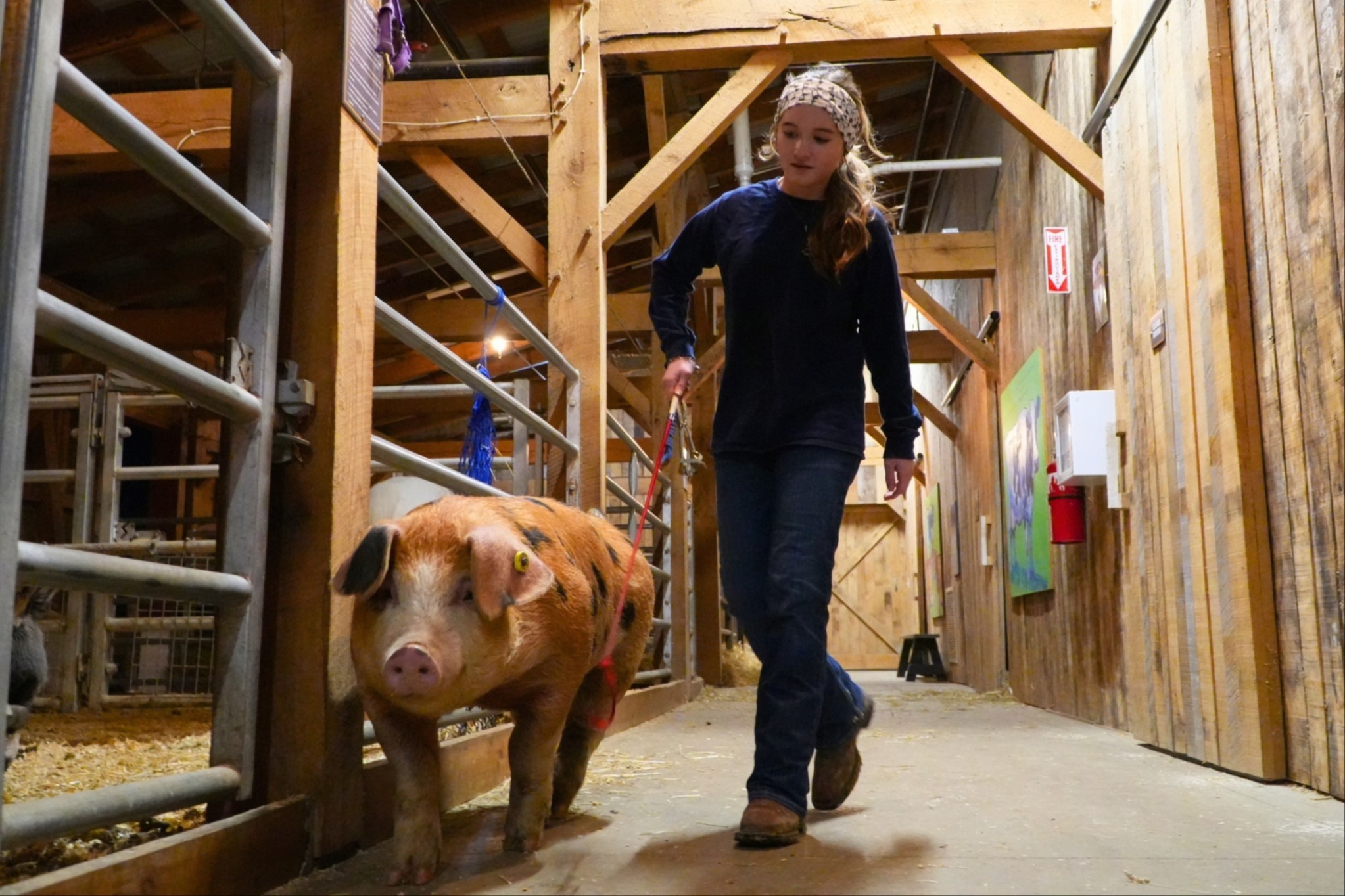 A female student guides a pig down a hallway.