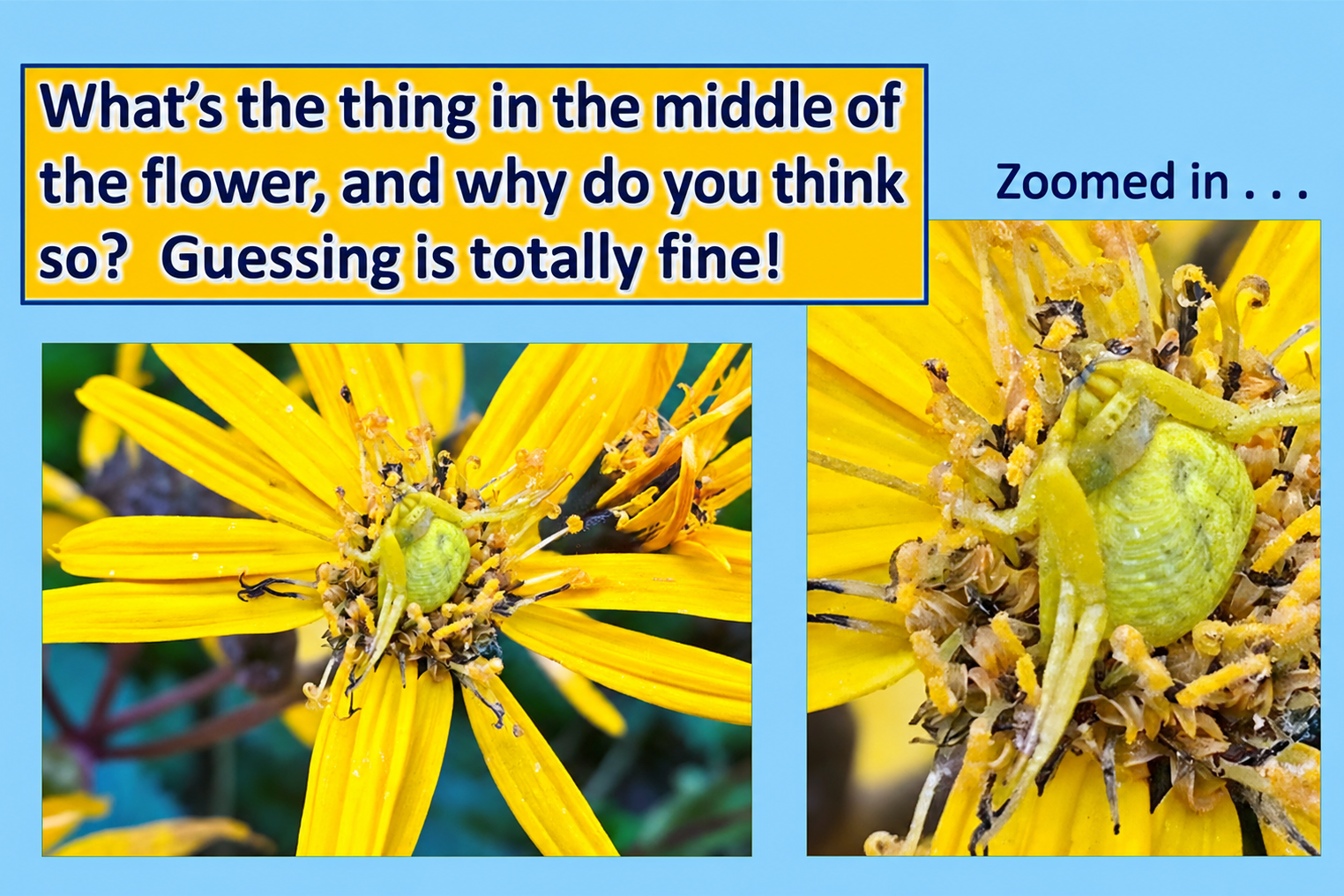 Two images of a flower; one zoomed out, one zoomed in. Text asks about a small green object in the middle.