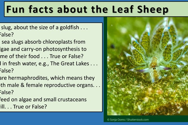 Educational slide with text and image of sea slug. Slide has blue background with green border.