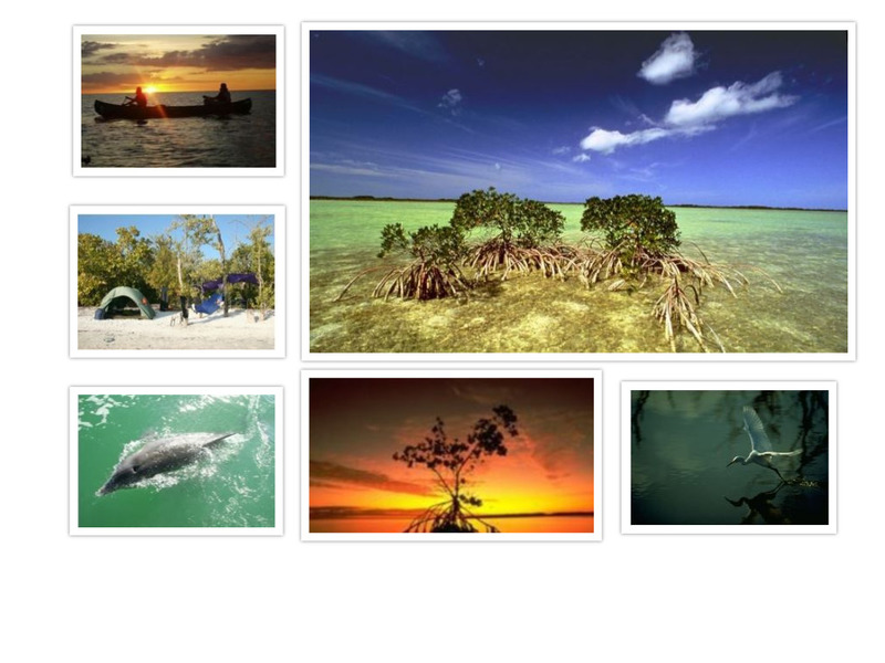 Everglades collage