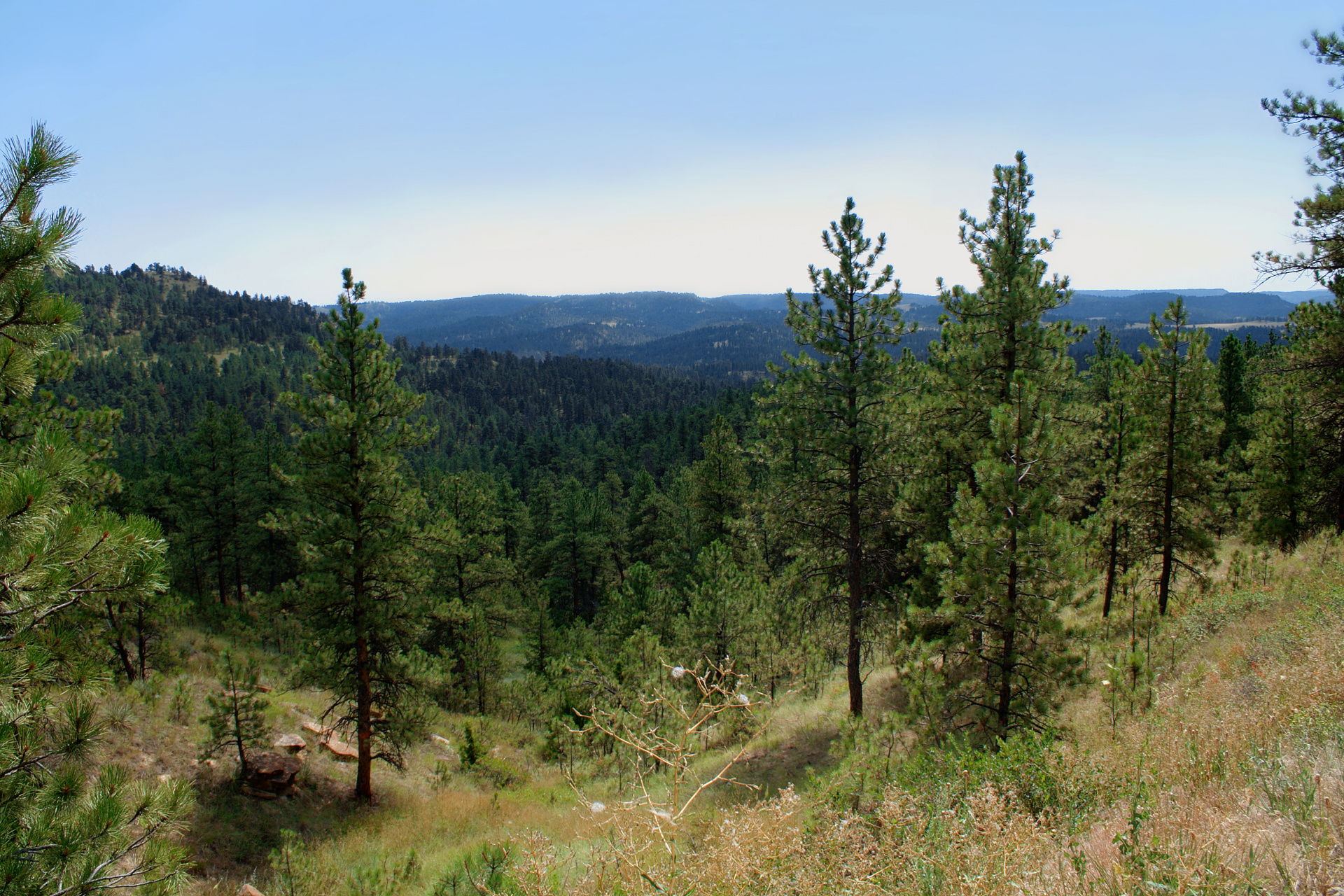 view of pine trees and hills across a blue sky