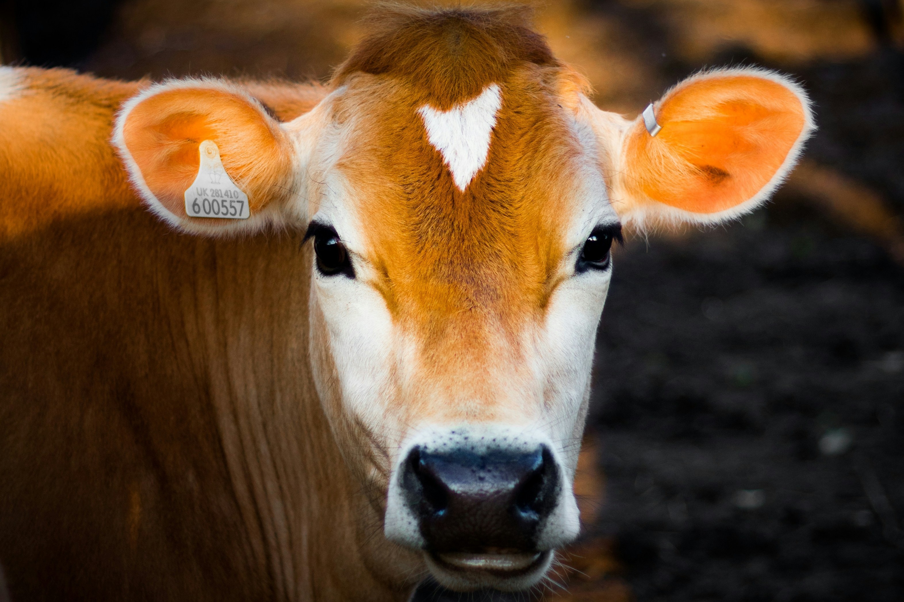 Image of cow with ear tag