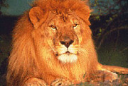 A photo of a sitting lion