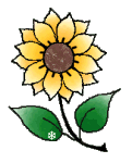 A drawing from a sunflower