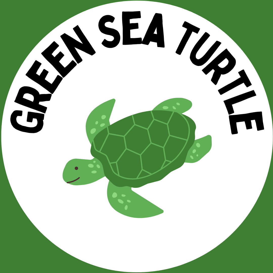 "Green Sea Turtle" with a picture of a sea turtle underneath