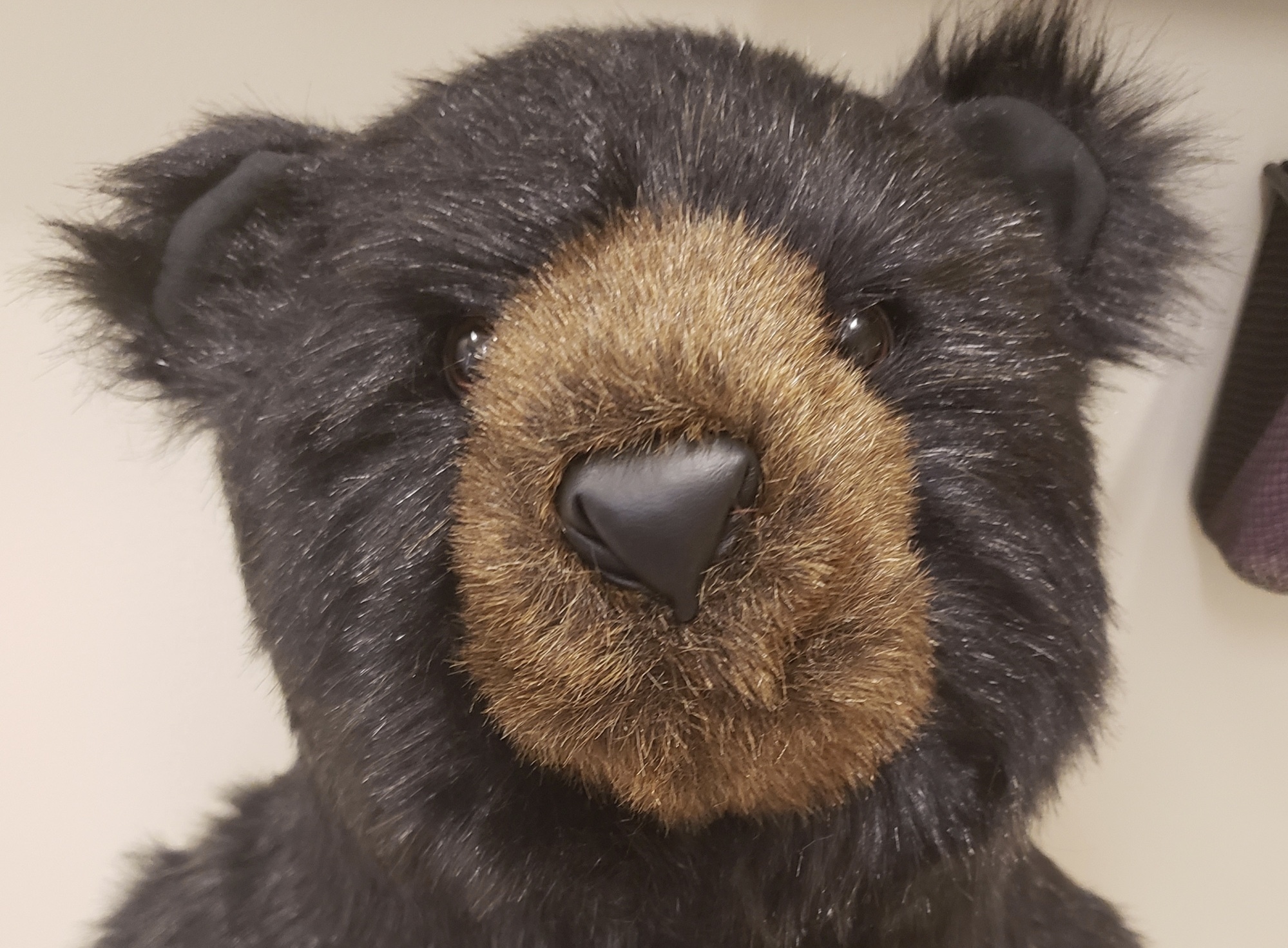 Our Mascot - WV Black Bear Cub