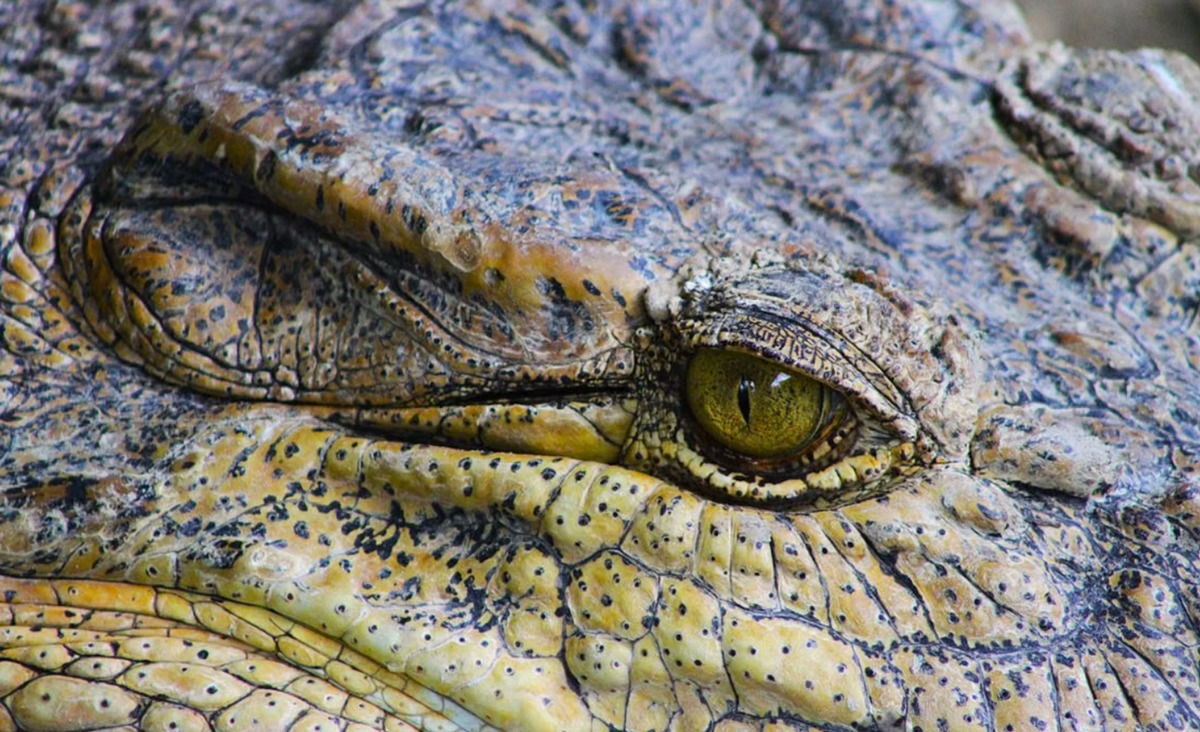 Alligator