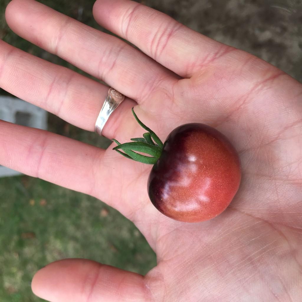 Tomato