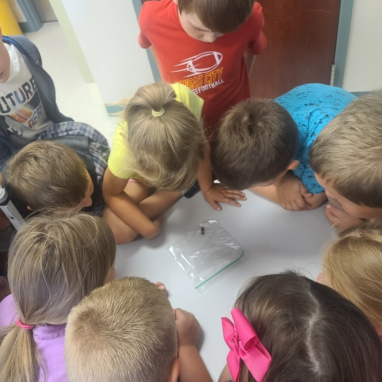 Students circle around to observe a bug in a baggie 