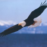 soaring eagle