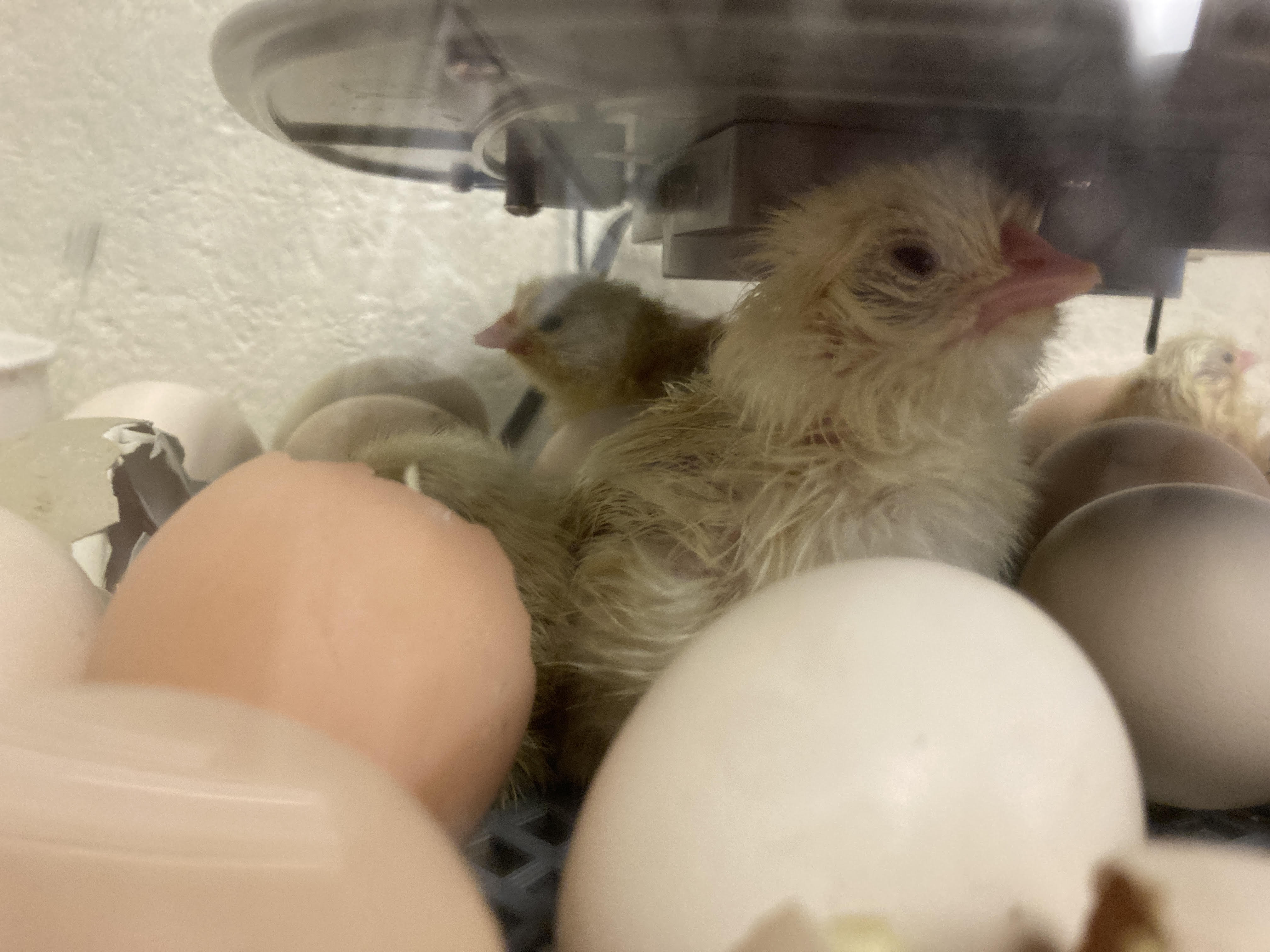 SGS 2nd grade chicks hatching