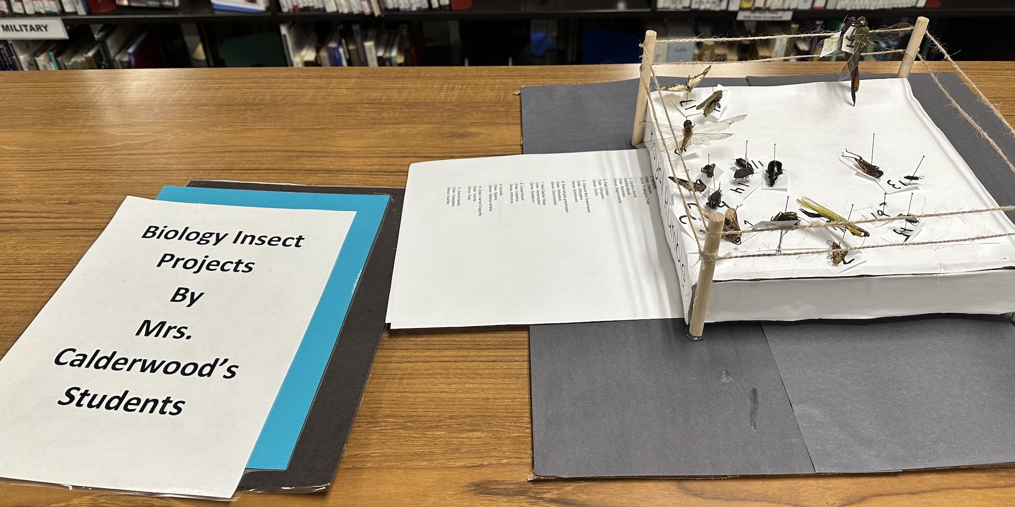 SHS science bug project
