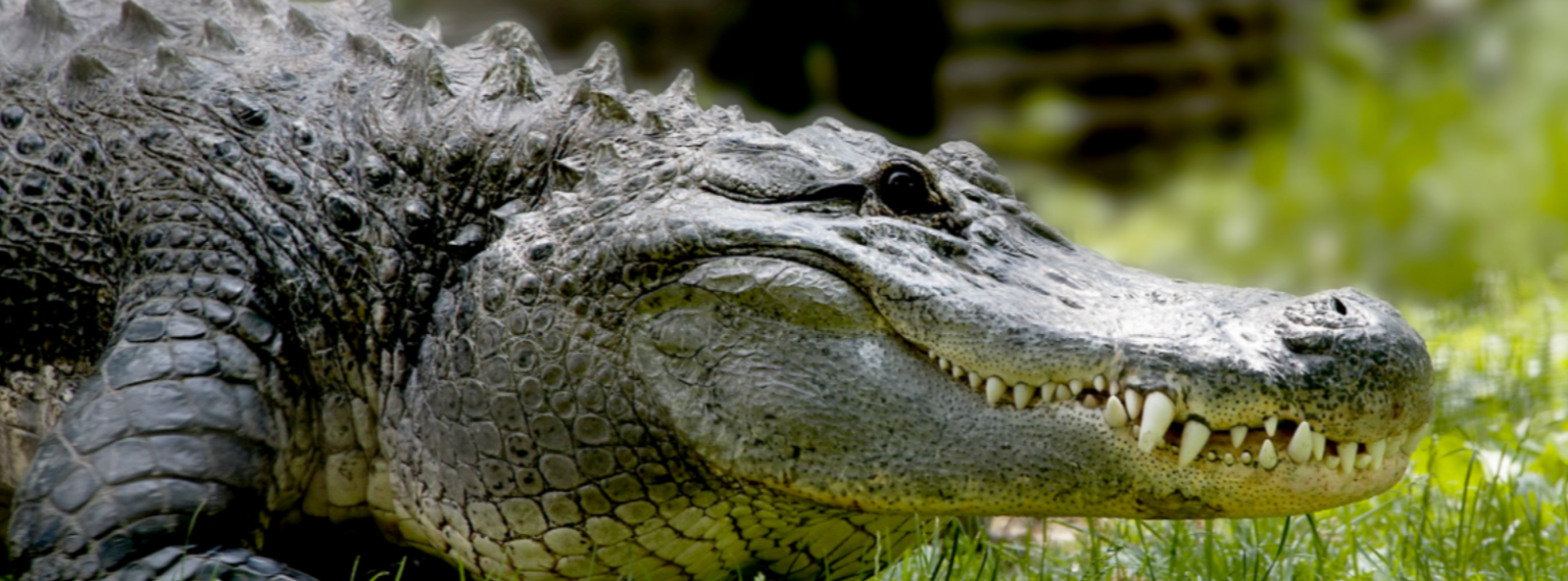 Gator Header