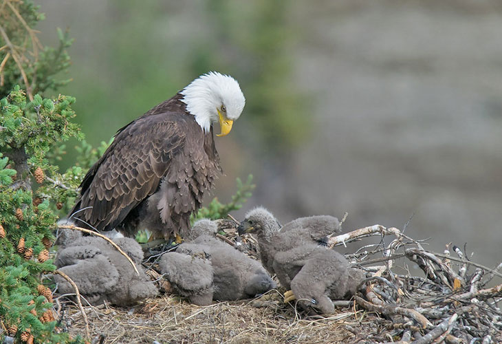 real eagles