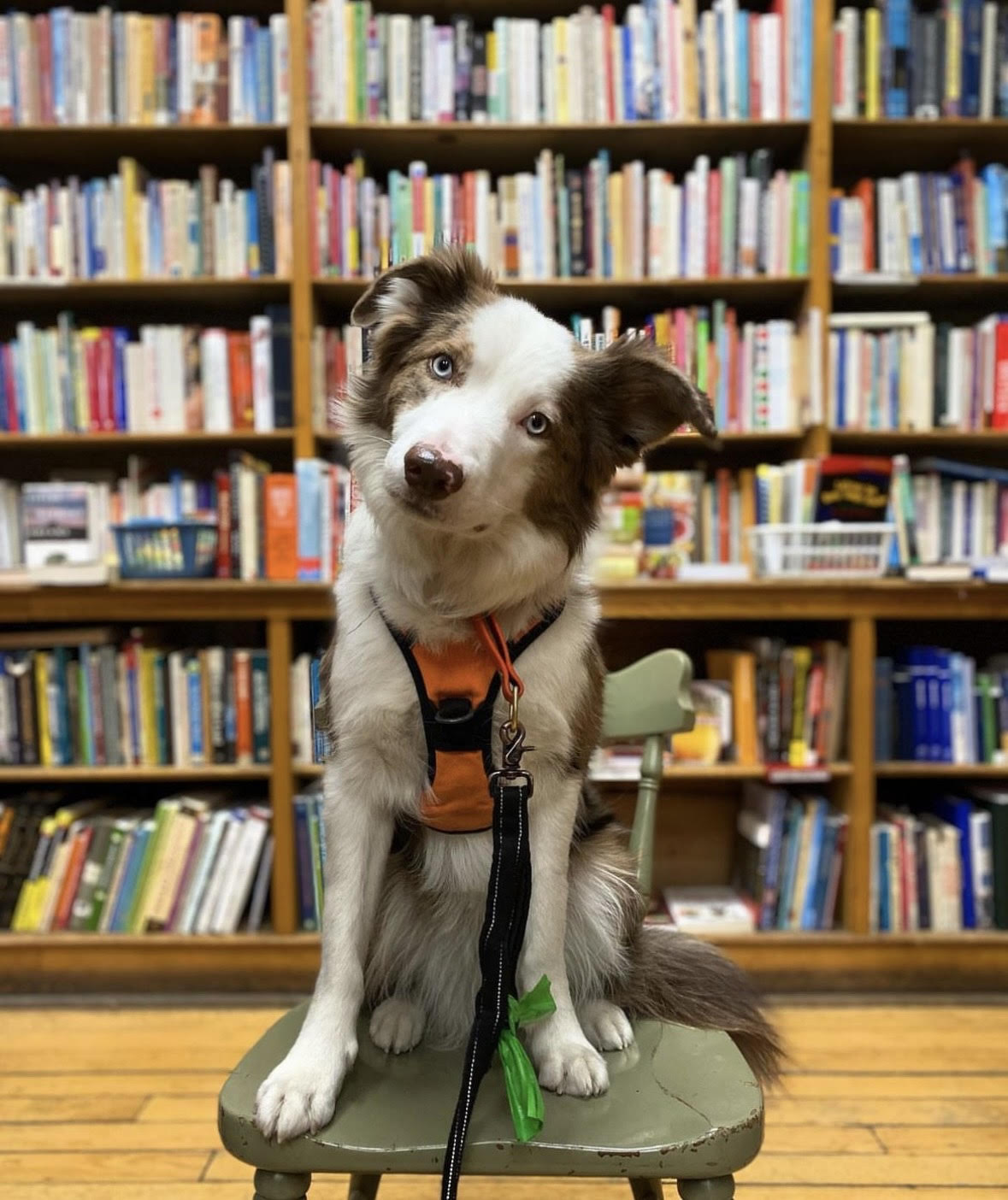 Scout and Books
