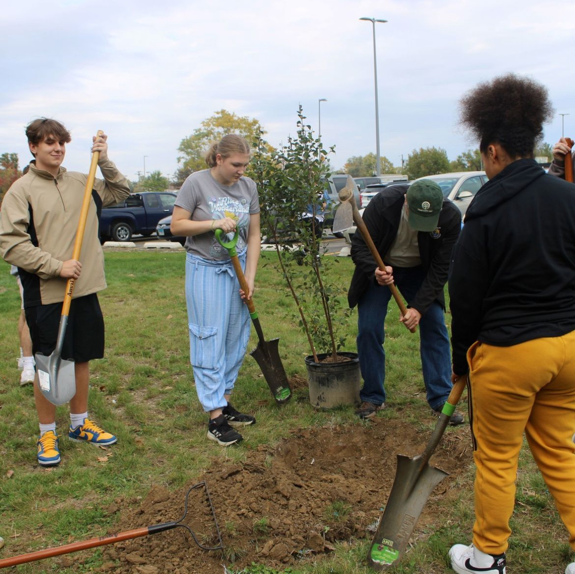 Tree planting