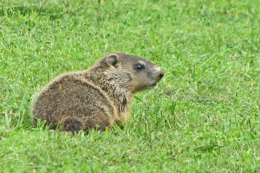 Groundhog image