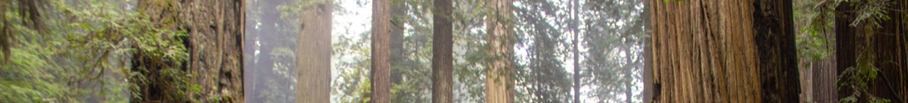 Redwood Trees