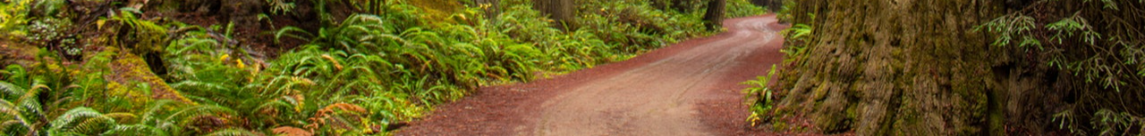 Redwood Trees