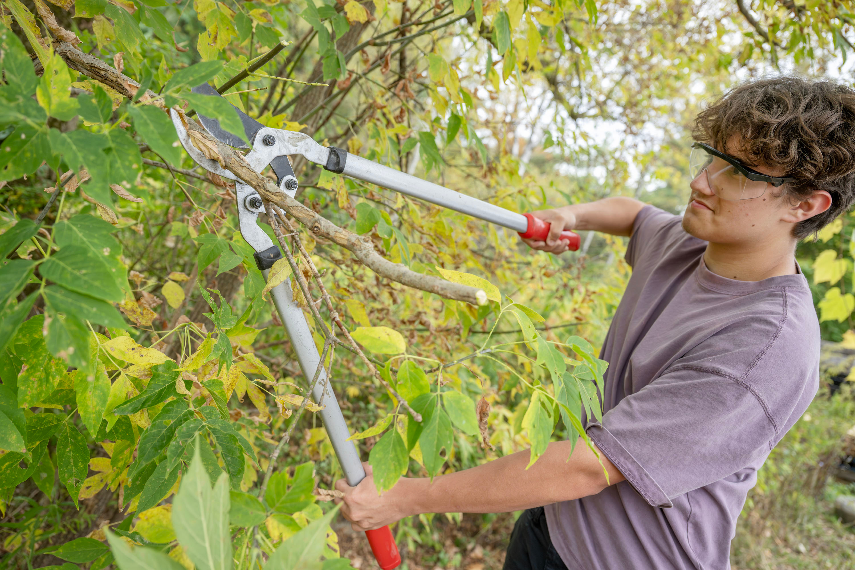 Conservation student cutting a tree branch