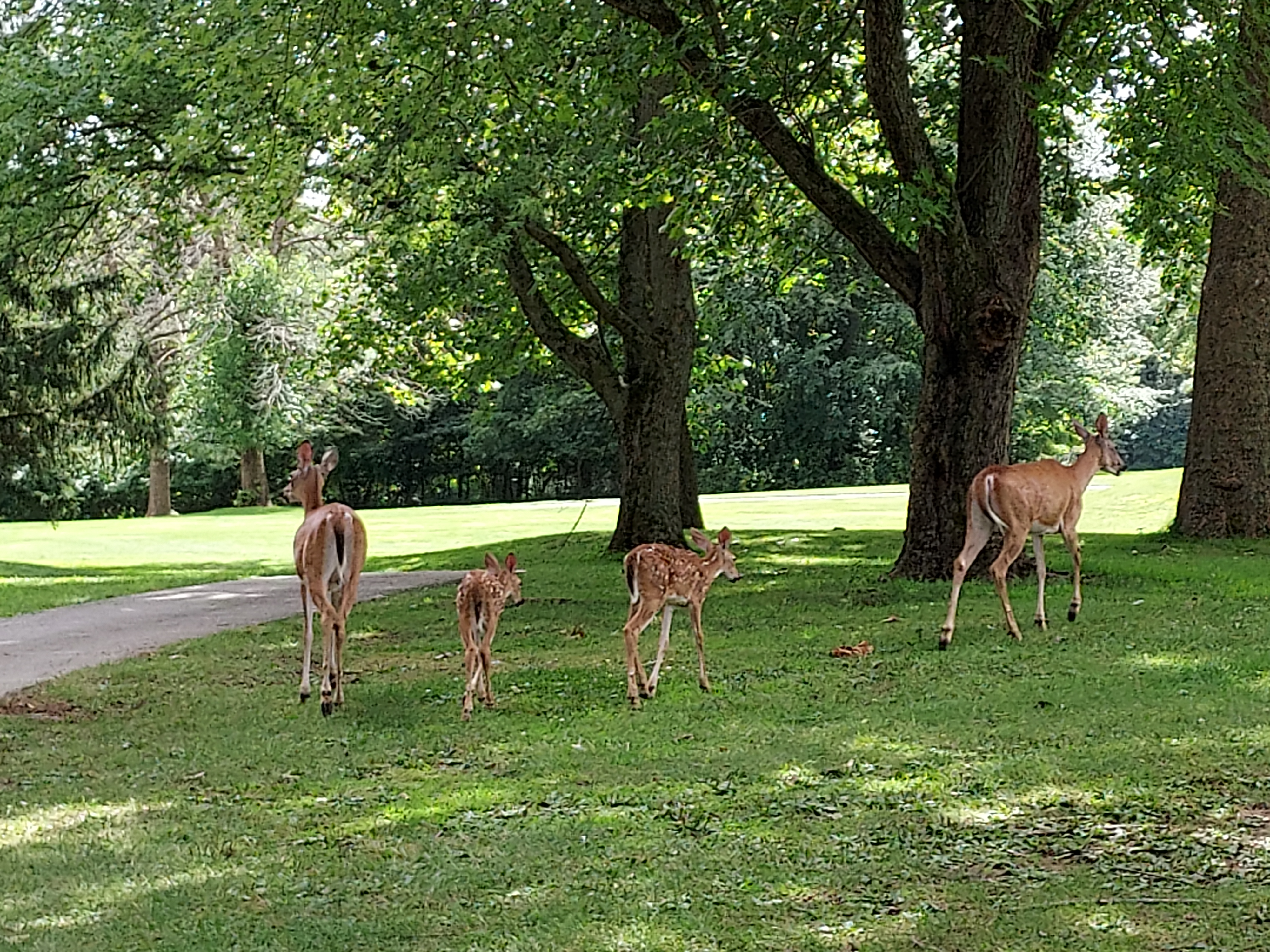 Oh deer, a different kind of foursome